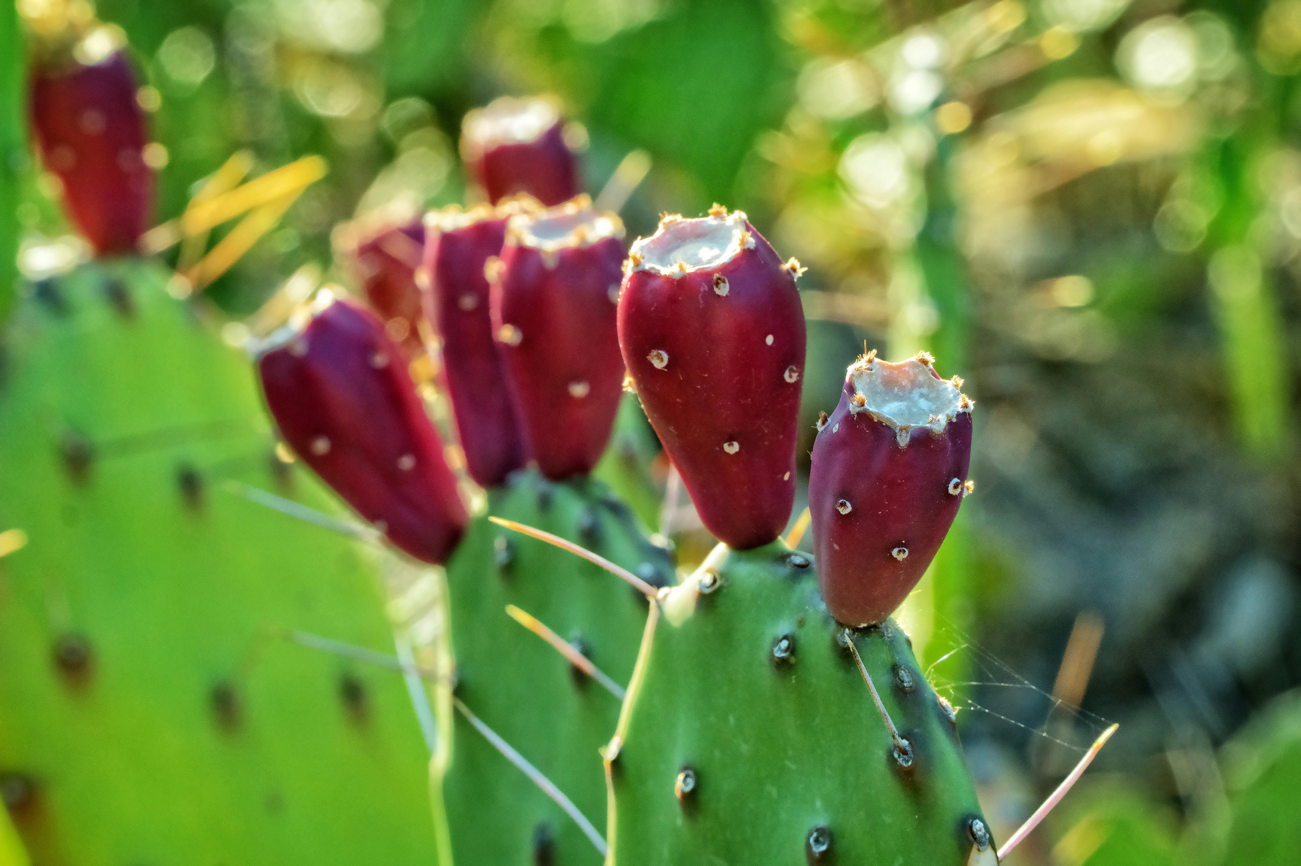 Prickly pear cactus with ripe red fruits